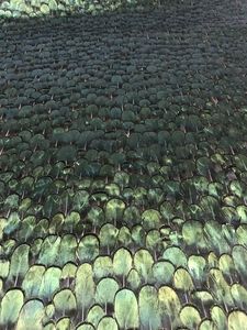 ورق جدران فاخر جديد بألوان طبيعية عالية الجودة بتصميم ريش الطاووس لتزيين جدران المنزل - Product Image 5