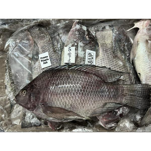 Poisson Tilapia IQF congelé en vrac Aliments IQF Pour Poisson Tilapia pour la vente en gros - Product Image 1