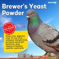 Additif alimentaire 2026 pour pigeon voyageur : Levure de bière en poudre