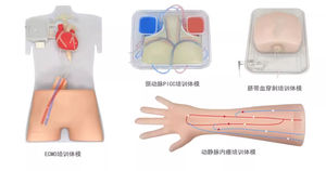 Simulador de Entrenamiento ECMO - Modelo de Entrenamiento de Punción Arterio-Venosa Femoral Guiada por Ultrasonido zhizao - Product Image 6