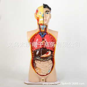 Modelo anatómico humano de órganos; modelo de órganos esqueléticos humanos desmontable para enseñanza médica; material educativo para estudiantes. - Product Image 4