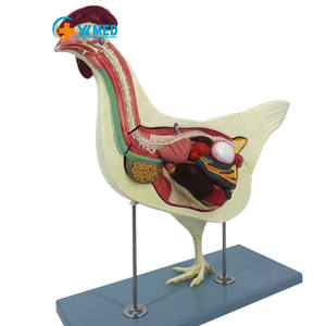 Modelo de Anatomía de Pollo Realista, Modelo de Órganos de Investigación de Vísceras Animales, Biología Desmontable para Demostración de Enseñanza <span class=keywords><strong>Animal</strong></span> - Product Image 1