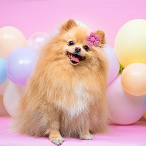 Lazo Floral para Perro, Accesorios de Aseo para Mascotas de Algodón, Estilo Dulce y Suave, Adornos para el Pelo de Perros para Todas las Estaciones - Product Image 2