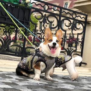 Fabricant de vestes pour animaux de compagnie sur mesure, design hiver, combinaison pour <span class=keywords><strong>teckel</strong></span>, costumes de mode pour animaux, vestes chien stylées, gilet imperméable pour chien - Product Image 3