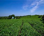 Thé vert au lait à petites feuilles de Chine Thé vert à feuilles pleines Thé vert Chunmee - Product Image 3