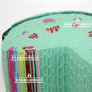Modèle de tige de plante monocotylédonée Qinghua, instrument pédagogique scientifique pour l'enseignement de la biologie au collège et au lycée. - Product Image 2