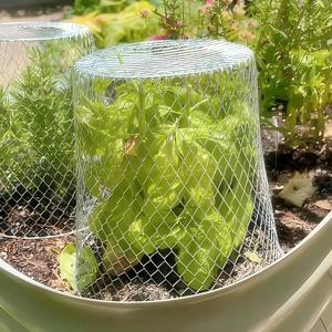 10 ensembles de cloches de protection pour plantes en grillage de jardin antirouille, empêchent les animaux d'entrer - Product Image 5