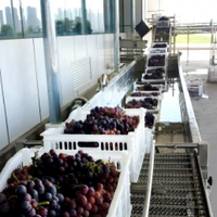Solution clé en main pour machine à jus de raisin/vin Machine à broyer et égrappage de raisin Ligne de production