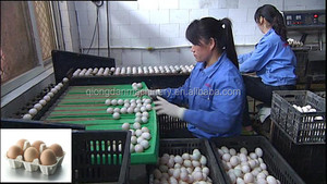 Huevos de codorniz grado máquina de huevos de codorniz clasificación máquina de huevos de codorniz máquina de clasificación - Product Image 6