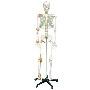 Modelo de esqueleto de plástico humano, ligamentos de ligamento de 180cm, destaca principalmente seis articulaciones principales del cuerpo, modo de Anatomía Humana médica