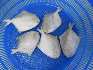 Buen precio Frozen Pomfret Fish White Pomfret Fish Chinese Pomfret Fish - Product Image 2