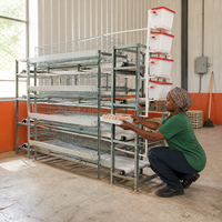 Cage à poules automatique 96/120/128/160 oiseaux, alimentation et abreuvement automatiques, robuste et durable, idéale pour l'Afrique