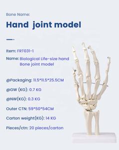 जीवन का आकार चिकित्सा विज्ञान शरीर रचना मानव शरीर हाथ संयुक्त मॉडल FRT031-1 सभी हाथ की हड्डी संरचनाओं को स्थानांतरित कर सकते हैं - Product Image 3