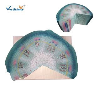 Modèle de structure de tige de dicotyle, modèle de cellule végétale, modèle pédagogique de plante, structure scientifique pour les écoles de médecine et les écoles - Product Image 1