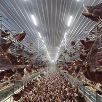 Nichoir automatique oeuf de poule système de collecte d'équipement de ferme volaille couche Cage rouleau libre poules pondeuses volière pour
