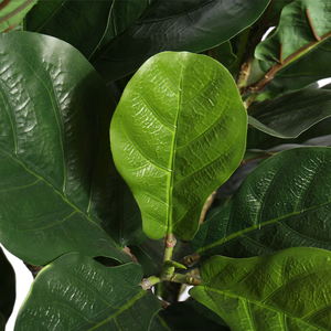 <span class=keywords><strong>Plantas</strong></span> Artificiales <span class=keywords><strong>de</strong></span> Plástico <span class=keywords><strong>Grandes</strong></span> para Decoración, Bonsái Falso Simulado, Árbol Grande <span class=keywords><strong>de</strong></span> Imitación con Maceta - Product Image 4