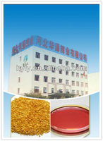 Poudre de piment jaune séché avec certification casher
