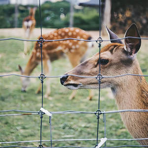 Paneles de <span class=keywords><strong>Corral</strong></span> resistentes Livestock Pro y sistemas de cercas eléctricas para contención de animales de granja y protección de aves de <span class=keywords><strong>corral</strong></span> - Product Image 5