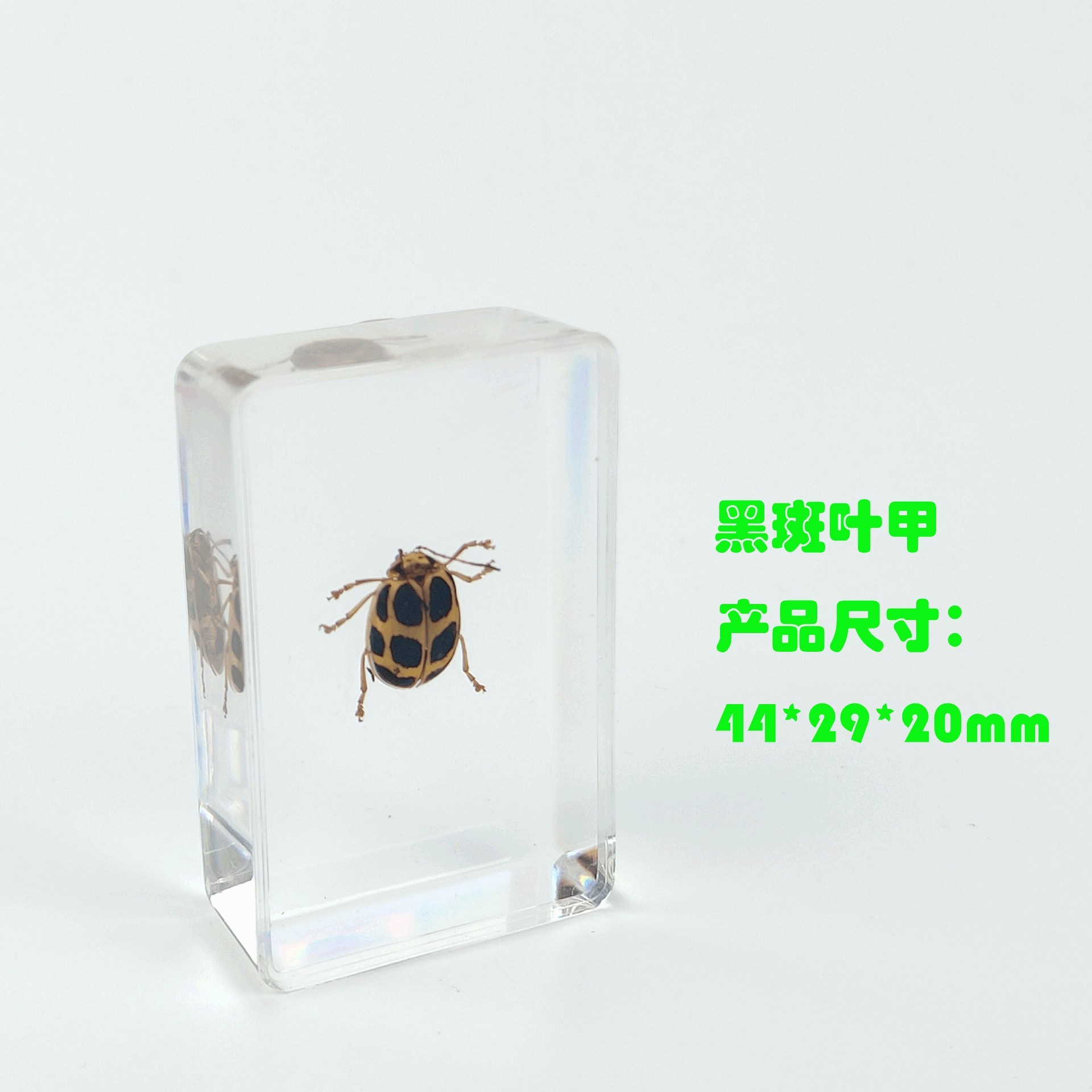 Sp black spot leaf beetle-442916mm