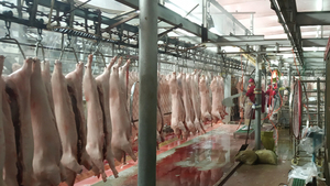 Endüstriyel Domuz Kesim Hattı - Yüksek Kapasiteli Otomatik Mezbaha Ekipmanlarının Tam Seti - Product Image 5