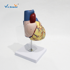 Modèle d'anatomie cardiaque agrandi, cœur humain démontable avec structures étiquetées pour l'enseignement médical et la formation des patients - Product Image 2