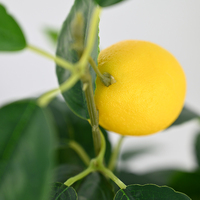 Citronnier artificiel de 60 cm, bonsaï d'intérieur, fleurs décoratives, ornement de fête, plantes en pot, moule bonsaï pour la décoration de la maison