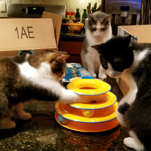 Penjualan terlaris persediaan hewan peliharaan Track Tower aksesoris kucing Interaktif 3-Tier mainan kucing untuk bermain dalam ruangan - Product Image 6