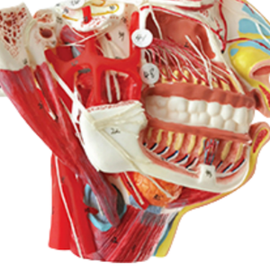 ADA-A638S Hot Bán dây thần kinh và máu-mạch trên mặt sọ, kích thước cuộc sống, 1 phần y tế giảng dạy con người Giải Phẫu - Product Image 4