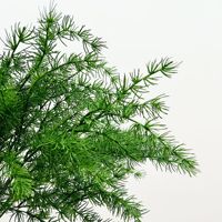 Jarum Pinus Buatan, Pinus Penglai, Gaya Hutan Putih-Hijau, Dekorasi Pernikahan, Rangkaian Bunga, Dekorasi Lorong Latar Belakang