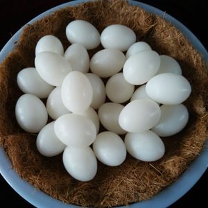 Suministros postales para palomas, productos relacionados con palomas, huevos de Paloma realistas, huevos artificiales de plástico sólido de alta calidad para incubación - Product Image 5