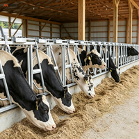 Barrières d'encastrement pour bovins galvanisées à chaud pour l'élevage laitier