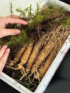 Khô Nhân Sâm Gốc Toàn Bộ Trung Quốc Thảo Mộc Panax Trà Bán Buôn Cho Người Đàn Ông Sức Khỏe Nhân Sâm Đỏ Nguồn Gốc Hàn Quốc Đen Nhân Sâm - Product Image 3