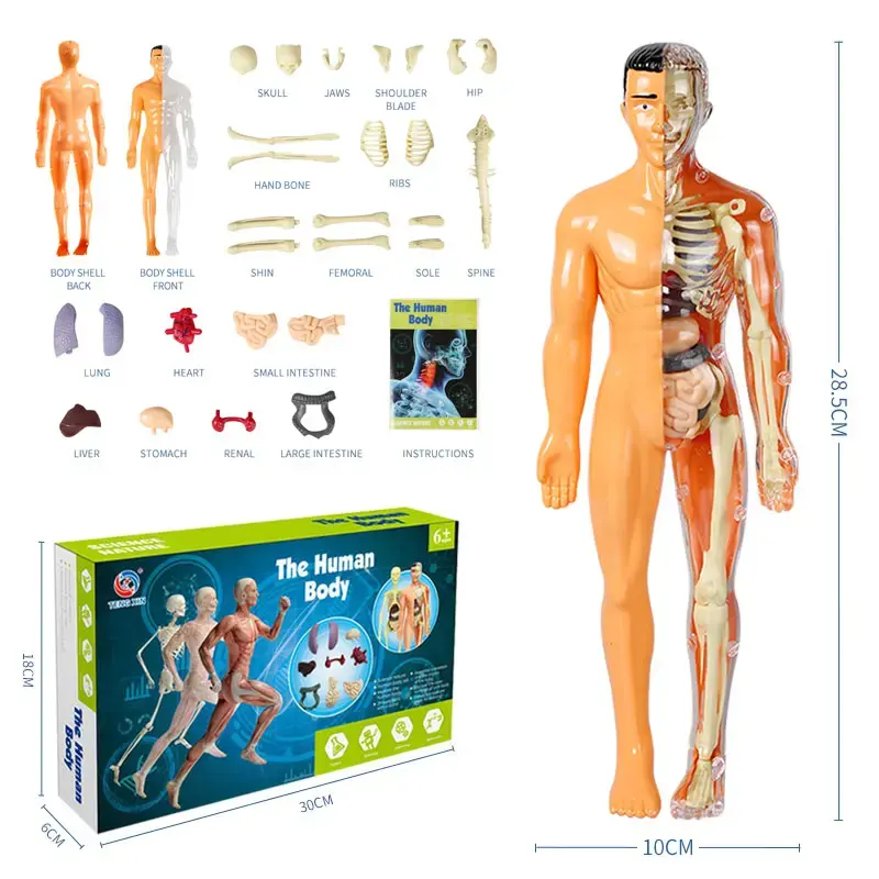 인체 조립 도매 교육 지능형 DIY 과학 실험 키트 인체 해부학 모델 해골 장난감