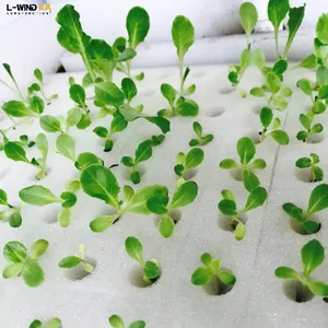 Thủy canh aeroponic phát triển phương tiện truyền thông hạt giống miếng bọt biển Cube nảy mầm bọt khối cho thủy canh nhà kính trồng trọt thực vật miếng bọt biển