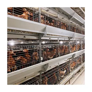 Egg Layer Poultry Farms Chicken Cages For Layers Prices