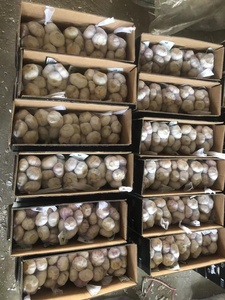 <span class=keywords><strong>Ail</strong></span> frais 2025 Nouveau <span class=keywords><strong>prix</strong></span> Exportation d'<span class=keywords><strong>ail</strong></span> d'<span class=keywords><strong>éléphant</strong></span> vers le BRÉSIL EURO EGYPTE AFRIQUE - Product Image 2