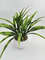 Plante araignée artificielle avec pot en ciment texturé blanc pour la décoration de table à la maison