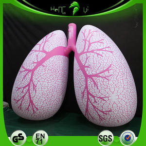 นิทรรศการทางการแพทย์พองแบบกําหนดเองปอดอวัยวะมนุษย์รุ่น - Product Image 6