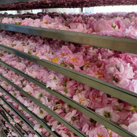 4015 Vente en gros de bourgeons de roses damasques séchées naturelles, saveur thé, fleurs comestibles séchées Rosa Damascena