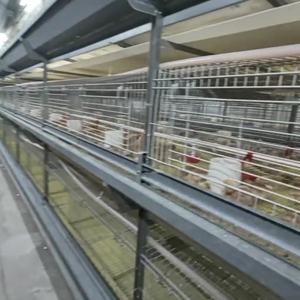 L'alta qualità Q235 acciaio zincato rete metallica per il pollo uccelli pollame batteria gabbia di Broiler direttamente dalla cina - Product Image 5