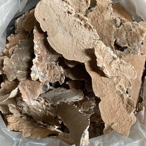 Bois séché blanc, champignon Irpex, champignons laitus, lait, blanc, polypores dentés, à vendre - Product Image 4