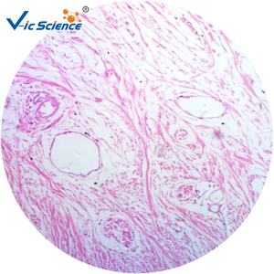 Vetrini per Microscopia dell'Istologia Dentale Umana, Quattro Fasi dello Sviluppo del Dente su Vetro, Vetrini Preparati per Parti della Bocca - Product Image 5