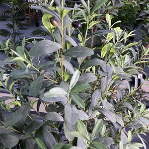 Árbol de olivo artificial natural, decoración para el hogar de lujo, novedad, suministro de fábrica - Product Image 3