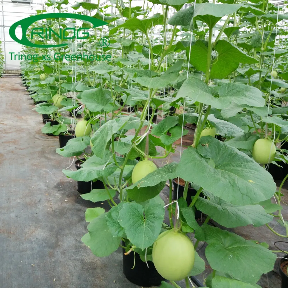 صنع الصين منخفضة التكلفة التجارية المستخدمة البيوت الخضراء الاستوائية الدفيئة لزراعة البطيخ