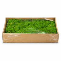 Mousse de renne stabilisée en boîte, mousse éternelle naturelle pour mur végétal, micro-paysage, arrangement floral, décoration artisanale DIY