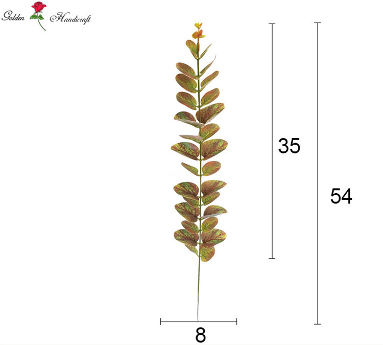 ยูคาลิปตัส4