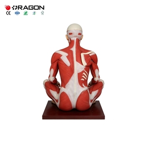 Modelo de Anatomía Muscular de Cuerpo Completo para Entrenamiento de Fisioterapia en Escuelas de Enfermería y Facultades de Medicina - Product Image 2