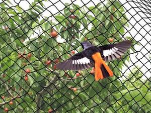 Bền HDPE lưới lá bảo vệ chống Bird <span class=keywords><strong>Net</strong></span> cho cây trồng, cấu trúc, hoặc khu vực được chỉ định với Windproof - Product Image 2