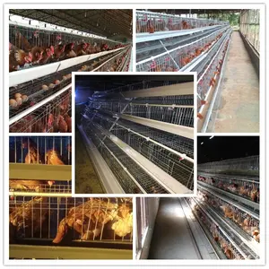 Low price Poultry farm laying hens chicken cages with using life15 years with nipple drinker
