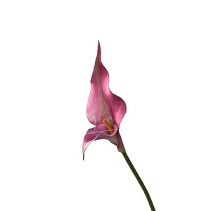 ช่อดอกคาลล่าลิลลี่ประดิษฐ์ วัสดุ EVA คุณภาพสูง เหมาะสำหรับตกแต่งงานแต่งงานและบ้าน - Product Image 5